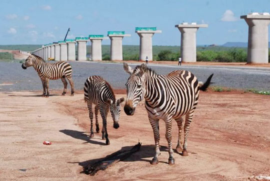 肯尼亚总统高度赞赏，乞力马扎罗山下九游网页版绿闪耀